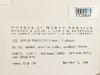 Hypnum pallescens image