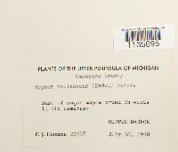 Hypnum pallescens image