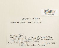 Hypnum pallescens image