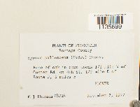 Hypnum pallescens image