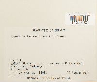 Hypnum pallescens image