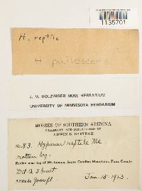 Hypnum pallescens image