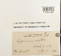 Hypnum pallescens image