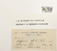 Hypnum pallescens image