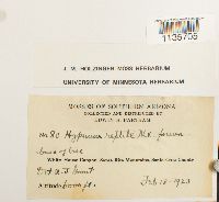 Hypnum pallescens image