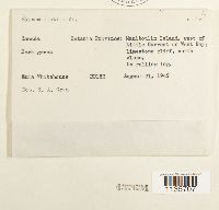 Hypnum pallescens image