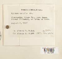 Hypnum pallescens image