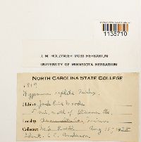 Hypnum pallescens image