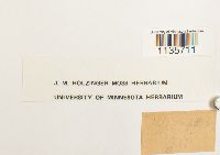 Hypnum pallescens image