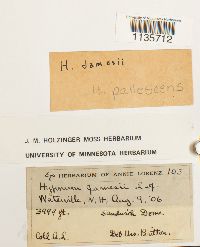 Hypnum pallescens image