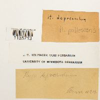 Hypnum pallescens image