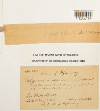 Hypnum pallescens image