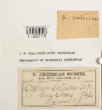 Hypnum pallescens image