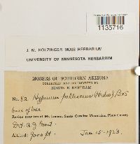 Hypnum pallescens image