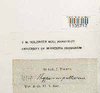 Hypnum pallescens image