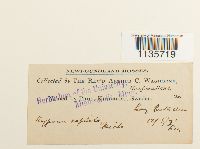 Hypnum pallescens image