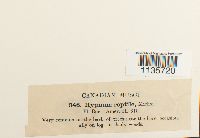 Hypnum pallescens image