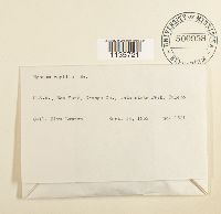 Hypnum pallescens image