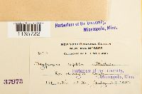 Hypnum pallescens image