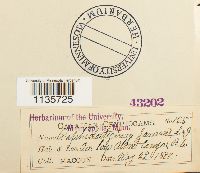 Hypnum pallescens image