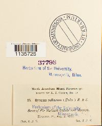 Hypnum pallescens image