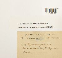 Hypnum pallescens image