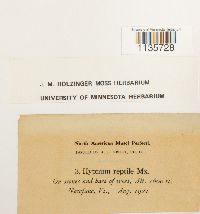 Hypnum pallescens image