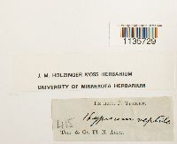 Hypnum pallescens image