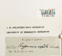 Hypnum pallescens image