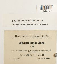 Hypnum pallescens image