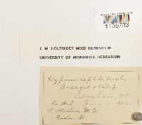 Hypnum pallescens image