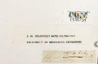 Hypnum pallescens image