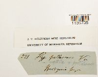 Hypnum pallescens image