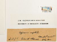 Hypnum pallescens image