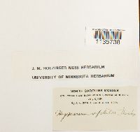 Hypnum pallescens image