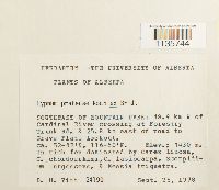 Hypnum pratense image