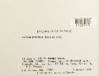 Hypnum pratense image