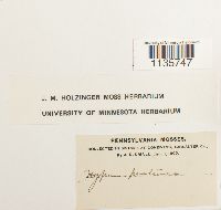 Hypnum pratense image