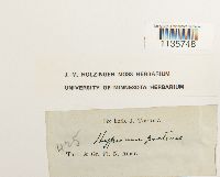 Hypnum pratense image