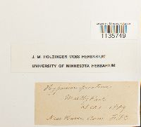 Hypnum pratense image