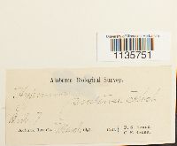 Hypnum pratense image