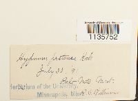 Hypnum pratense image