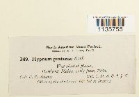 Hypnum pratense image