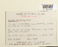 Hypnum pratense image