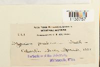 Hypnum pratense image