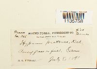 Hypnum pratense image