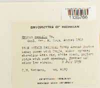 Hypnum pallescens var. pallescens image