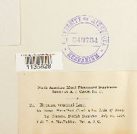 Hypnum vaucheri image