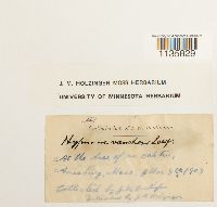 Hypnum vaucheri image