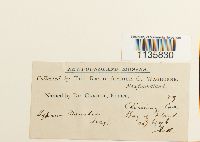 Hypnum vaucheri image